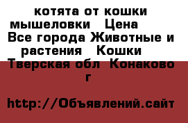 котята от кошки мышеловки › Цена ­ 10 - Все города Животные и растения » Кошки   . Тверская обл.,Конаково г.